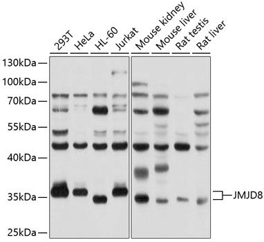 JMJD8 antibody