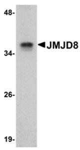 JMJD8 Antibody