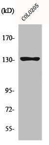 JMY Antibody
