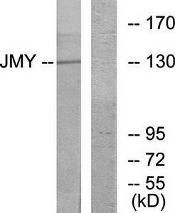 JMY Antibody