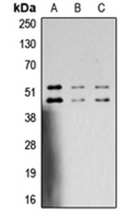 JNK1/2/3 (Phospho-T183/Y185) antibody