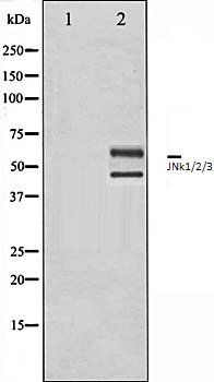 JNk1/2/3 antibody