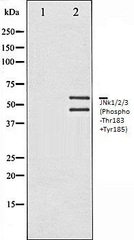 JNk1/2/3 (Phospho-Thr183+Tyr185) antibody
