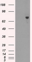 JNK1 (MAPK8) antibody