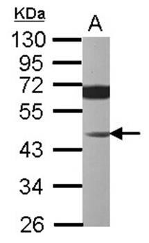 JNK1 antibody