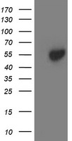 Josephin 1 (JOSD1) antibody