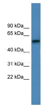 ADRA1D antibody