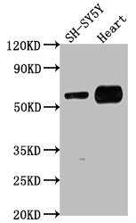 JRK antibody