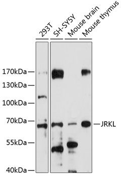 JRKL antibody