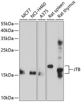JTB antibody