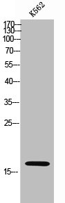 JTB antibody