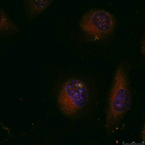 JUN (Ab-91) Antibody