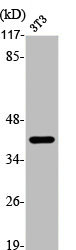 JUN antibody