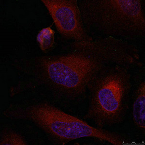 JUNB (Ab-79) antibody
