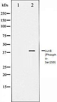 c-Jun (Phospho-Ser259) antibody