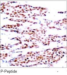 JunB (Phospho-Ser79) Antibody