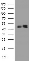 Junctophilin 2 Antibody