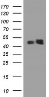 Junctophilin 2 (JPH2) antibody