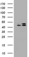 Junctophilin 2 Antibody