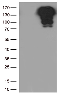 Junctophilin 2 Antibody
