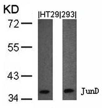 JunD (Ab-255) Antibody