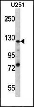 K0746 antibody