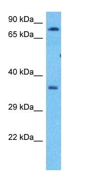 K0907 antibody