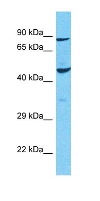 K1456 antibody