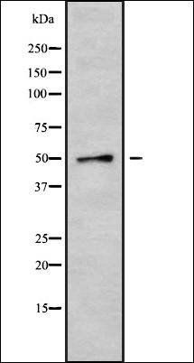 K1H7 antibody