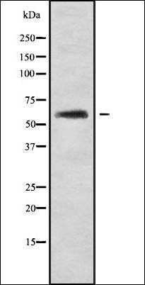 K2C3 antibody