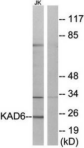 KAD6 antibody
