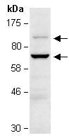 KAISO (N) Antibody, Rabbit Polyclonal
