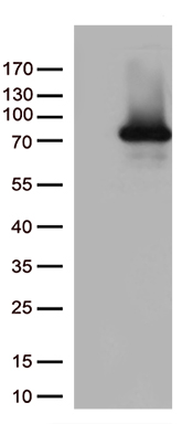 KAL1 (ANOS1) antibody