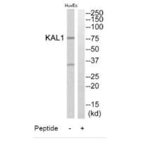 KAL1 antibody
