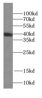 Kallikrein 11 antibody