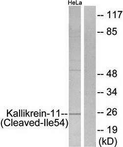 Kallikrein-11 (Cleaved-Ile54) antibody