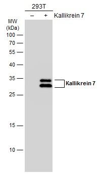 Kallikrein 7 Rabbit Polyclonal Antibody