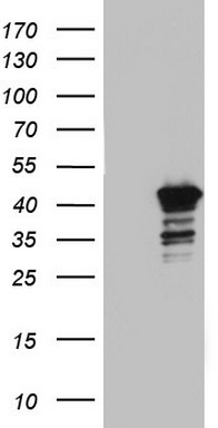 Kallikrein 8 (KLK8) antibody