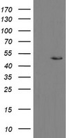 Kallikrein 8 Antibody