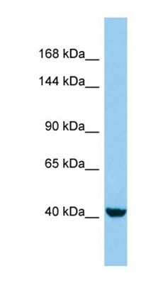 KANK4 antibody