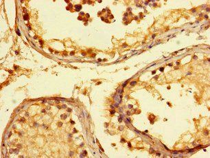 KANSL1 Antibody