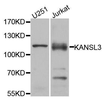 KANSL3 antibody