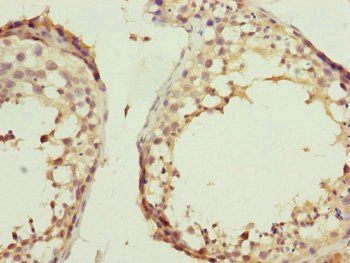 KANSL3 Antibody