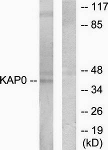 KAP0 Antibody