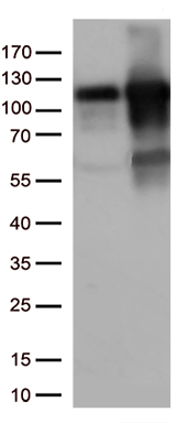 KAP1 (TRIM28) antibody