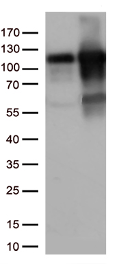KAP1 Antibody