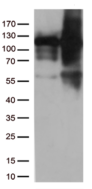 KAP1 (TRIM28) antibody