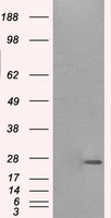 KAP1 Antibody