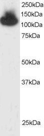 Goat anti-KAP1 / TRIM28 Antibody