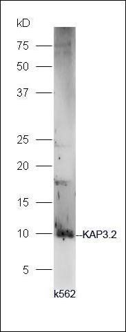 KAP3.2 antibody